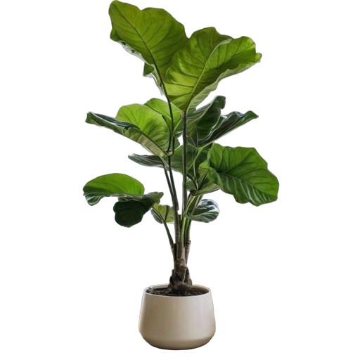 Potted Fiddle Leaf Fig